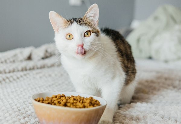 How Evanger’s Cat Food Supports Healthy Weight Management in Cats